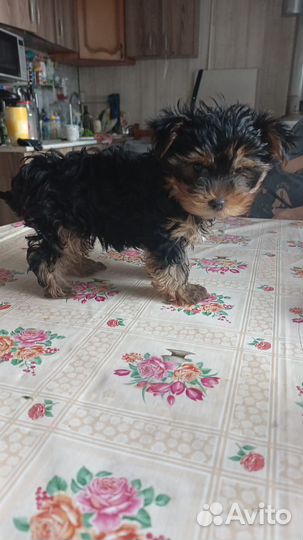 Йоркширский терьер мини и стандарт