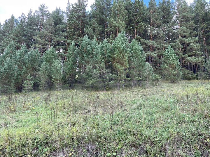 Участок 36 сот. (СНТ, ДНП)