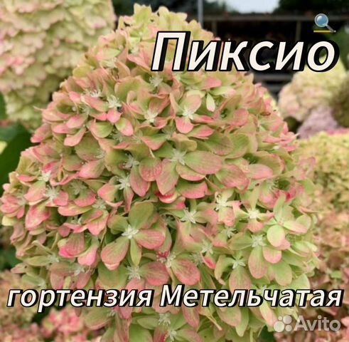 Гортензия Пиксио Pixio купить в Барнауле | Товары для дома и дачи | Авито