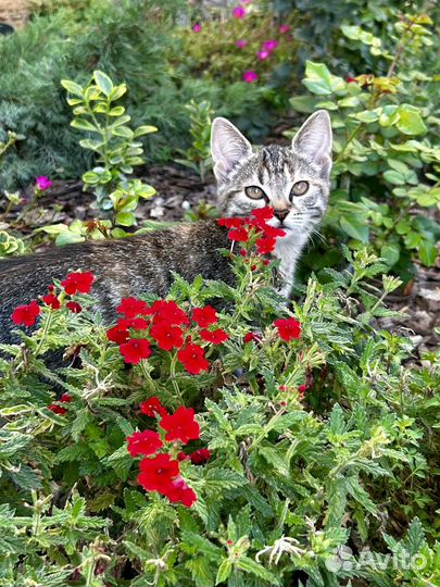 Котёнок девочка в добрые руки