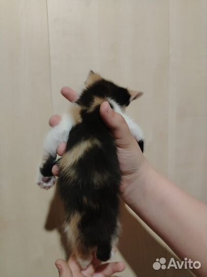 Котята в добрые руки девочка