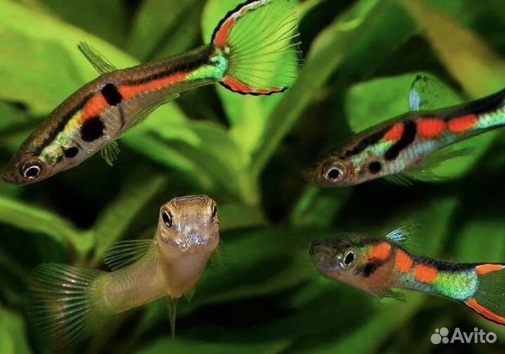 Аквариум 35 л с неонами и креветками