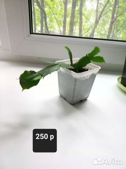 Декабрист белый