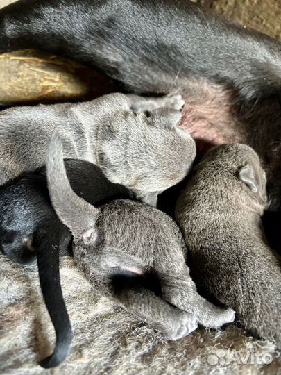 Щенки Итальянской Кане-Корсо