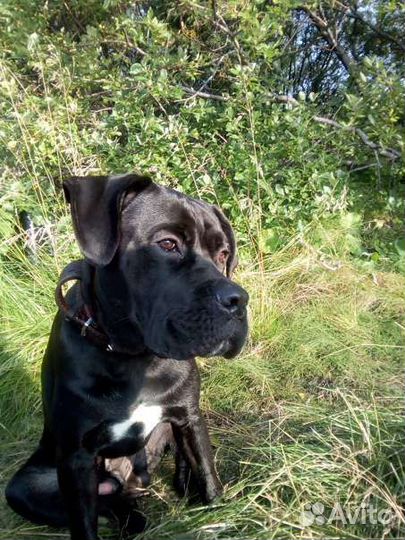 Отдам кане Корсо