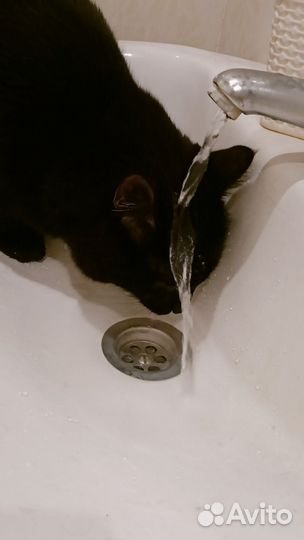 Сфотографирую для вас кота