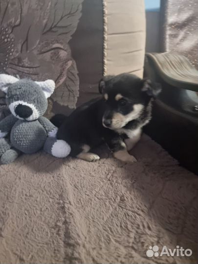 Щенок, девочка, 4 месяца