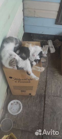 Котята в добрые руки