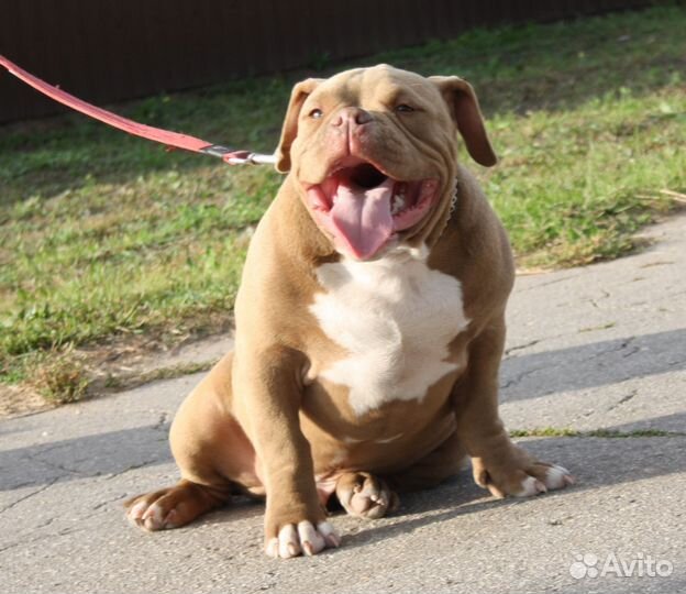 Щенки Американского Булли
