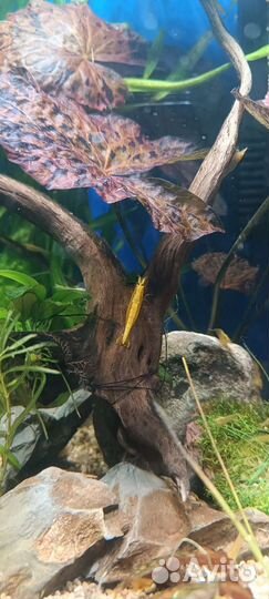 Креветки вишня Жёлтый неон Моллинезия Гуппи Эндл