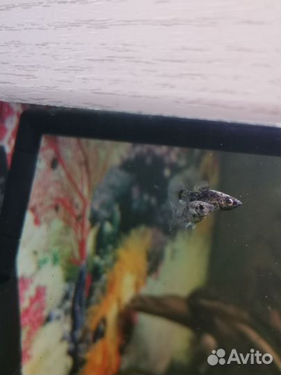 Аквариумные растения и рыбки моллинезия