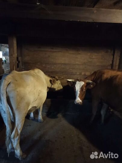 Корова стельная дойная 4 шт