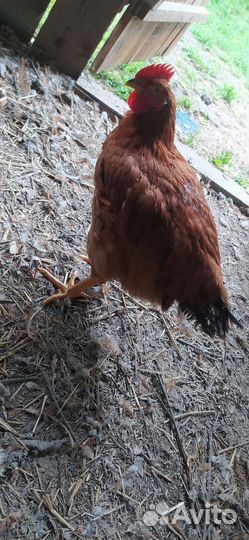 Домашние куры бройлеры тушки,цветной