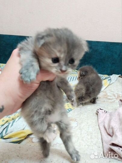 Шотландские вислоухие котята