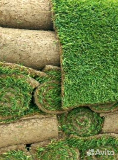 Рулонный газон 
