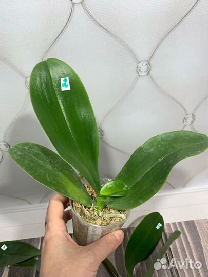 Орхидея Mainshow Zheng Min Anaconda CL-01