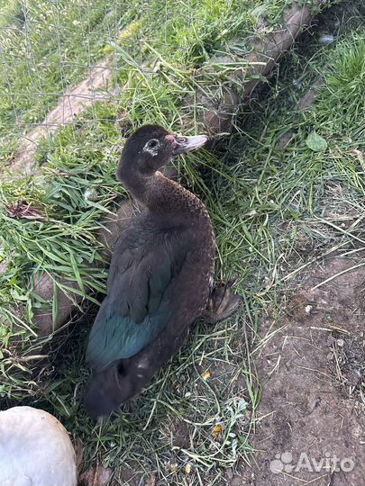 Утки(Индоутки)