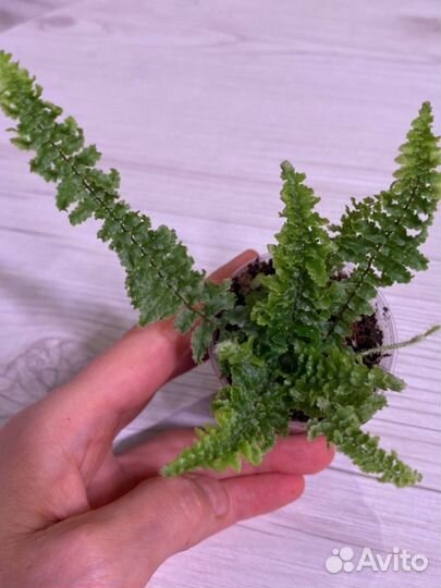 Пароротник