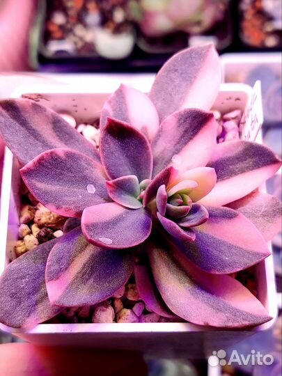 Детки корейских эхеверий, излишки