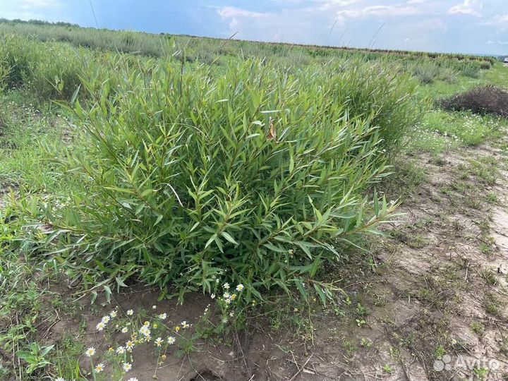 Саженцы Ива Ломкая Bullata (Буллата) оптом