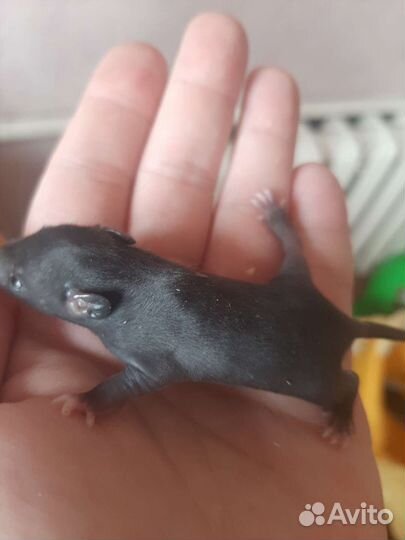 Продам крысят