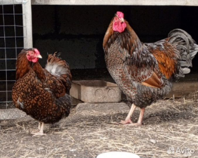 Ия кур разных пород