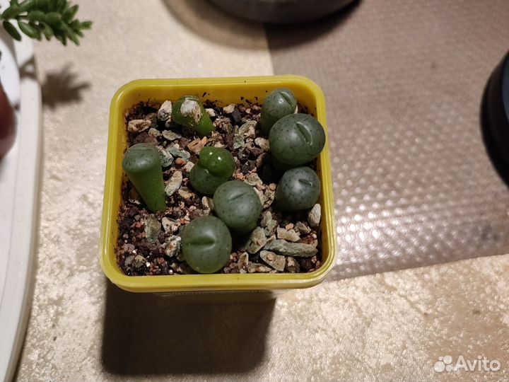 Кактус вариегантный, жёлтый с детками