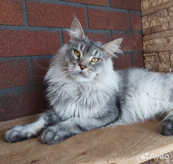 Котята-рысята