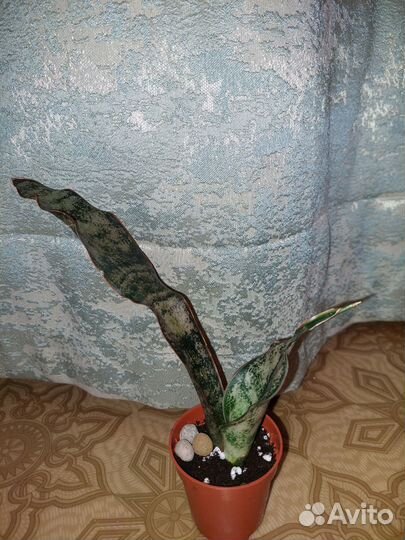 Сансевиерия сортовая обновлено