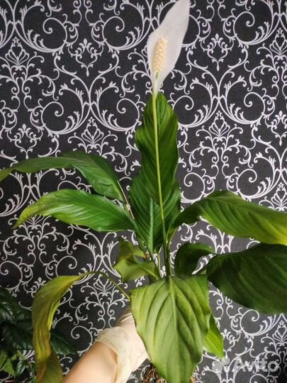 Спатифиллум,циртантус, мужское счастье