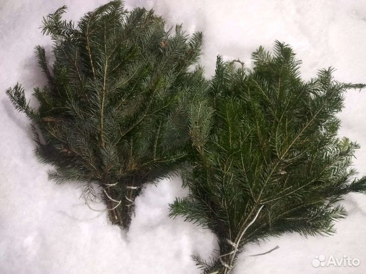 Веник березовый