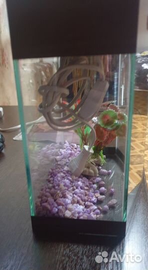 Аквариум маленький