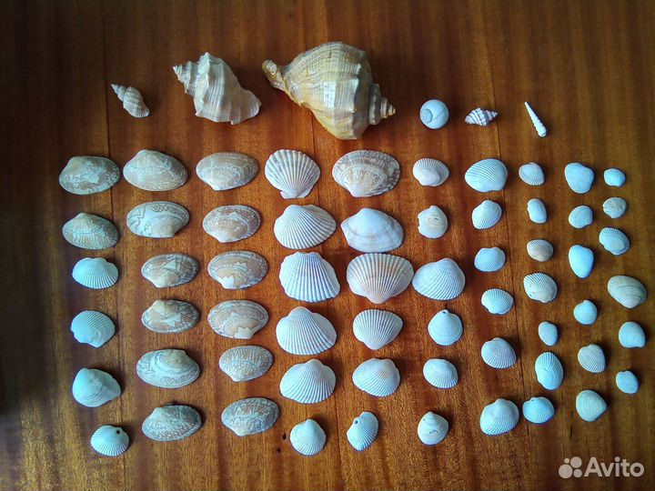 Морские ракушки для творчества или аквариума