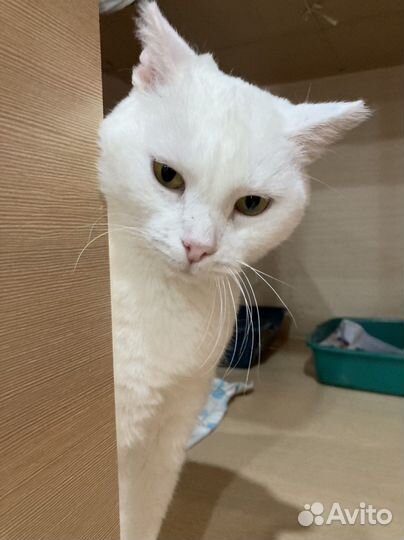 Кошка из приюта в добрые руки бесплатно