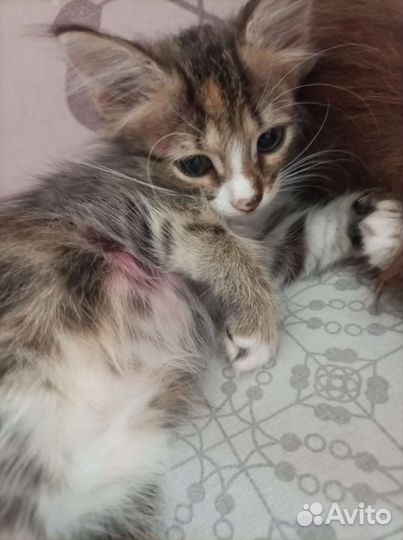 Котенок в добрые руки