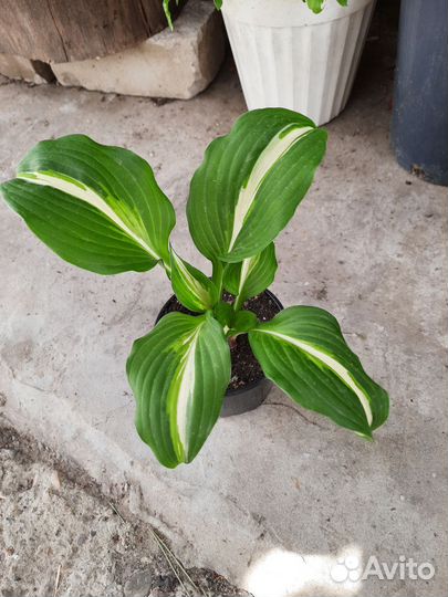 Хоста медиавариегата