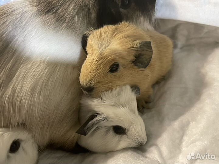 Морские свинки