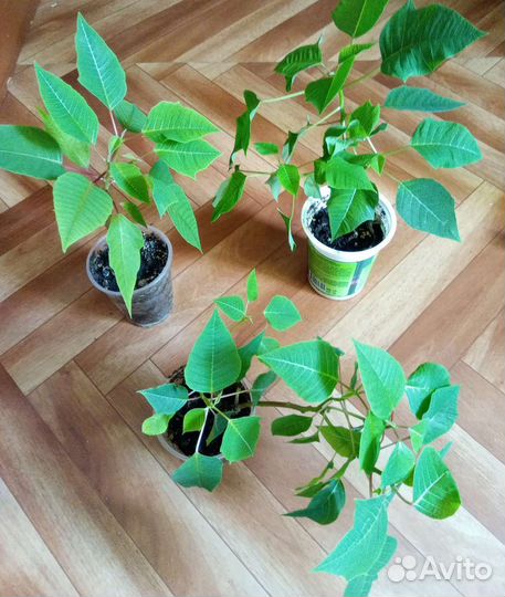 Пуансеттия (рождественская звезда)