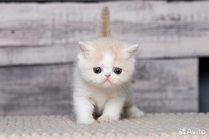 Котята экзо