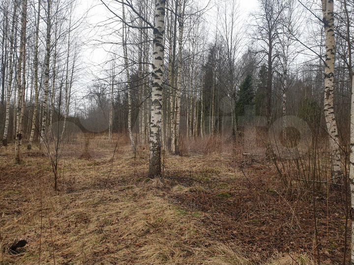 Участок 13 сот. (СНТ, ДНП)