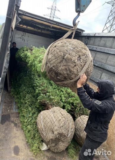 Ель голубая, Ель зеленая, Туя, Буксус, Самшит