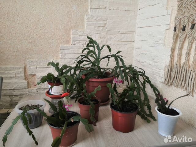 Комнатные цветы цветущие