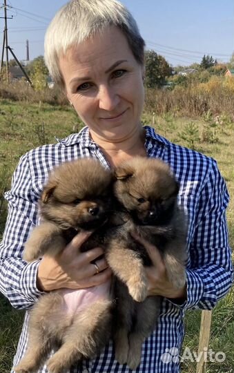 Шпиц мальчики