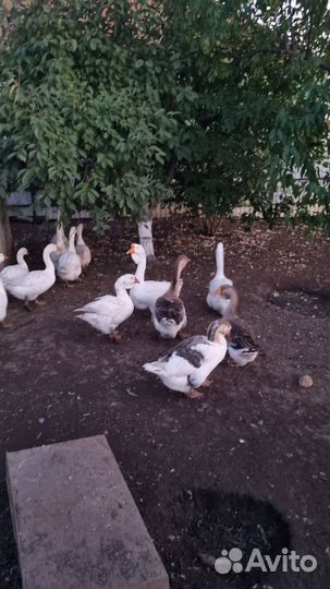 Холмогорские гуси