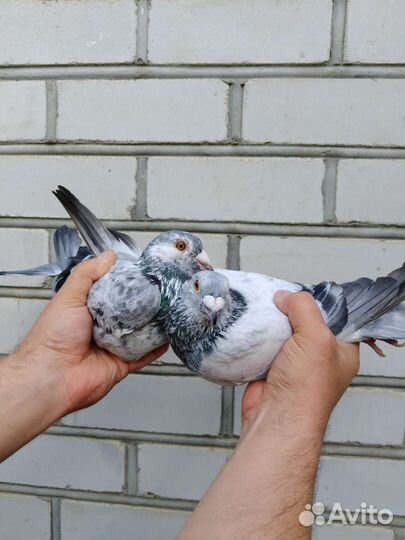 Спортивные голуби