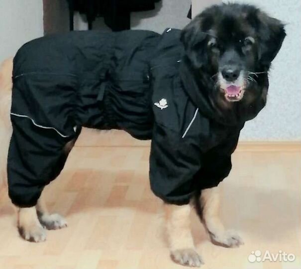 Дождевик для собак(asmpet)