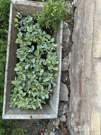 Саженцы капусты