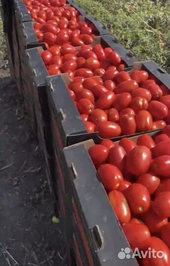 Помидор, пикули и круглый