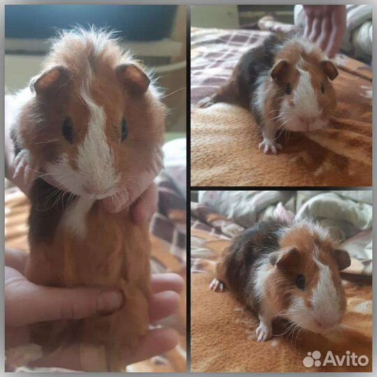 Передержка животных