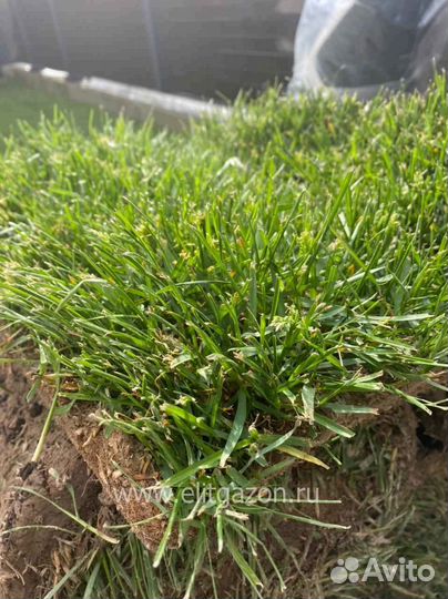 Укладка рулонного газона